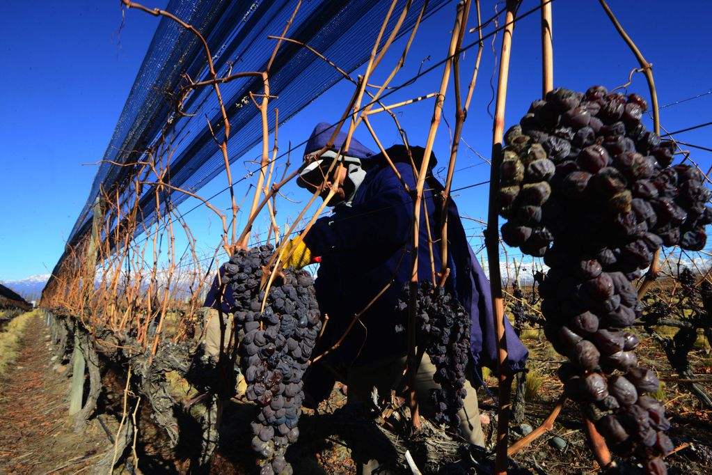 Las uvas de cosecha tardía pasan más tiempo en la planta para lograr la deshidratación. - Claudio Gutierrez - Los Andes   