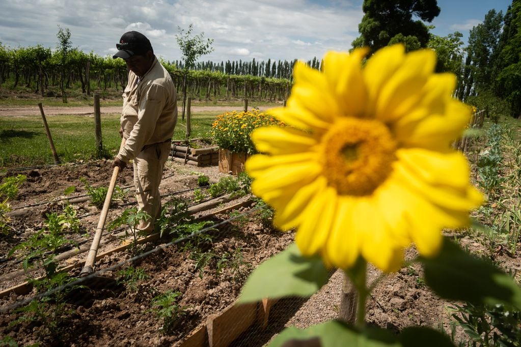 Todos los viñedos de Finca La Anita han sido convertidos a orgánicos. - Ignacio Blanco / Los Andes
