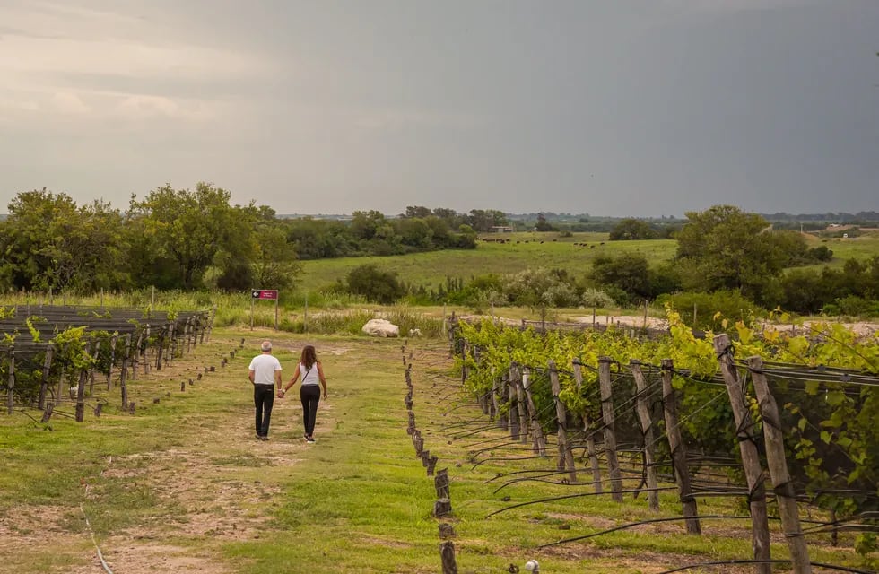 Entre Ríos fue hace casi 100 años la cuarta provincia productora de vino del país. - Gentileza Bodega BordeRío