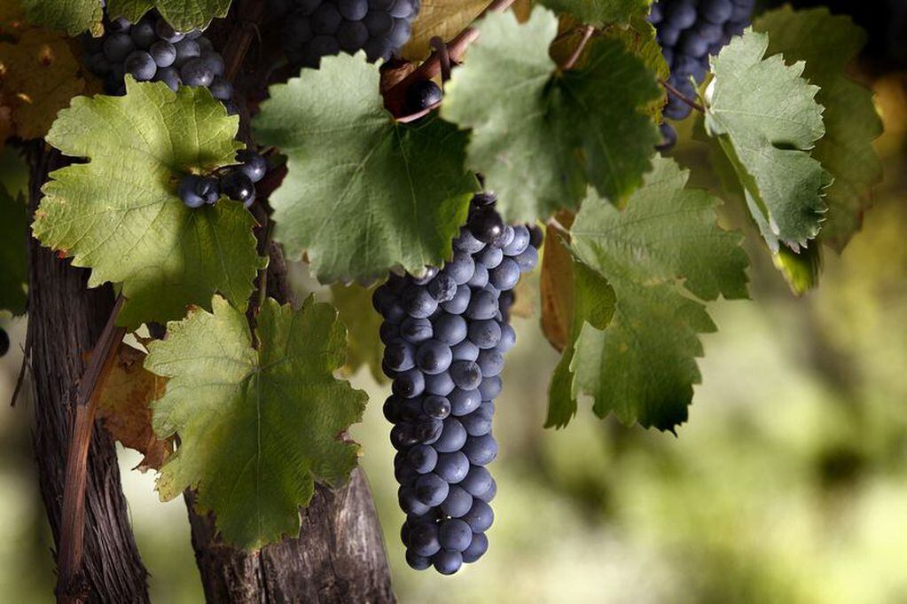 La uva Bonarda es la tercera variedad más sembrada en el país. 