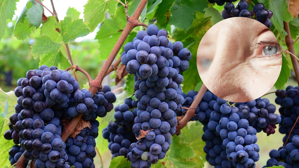 El consumo regular de uvas beneficia la salud visual, especialmente en la población de edad avanzada.
