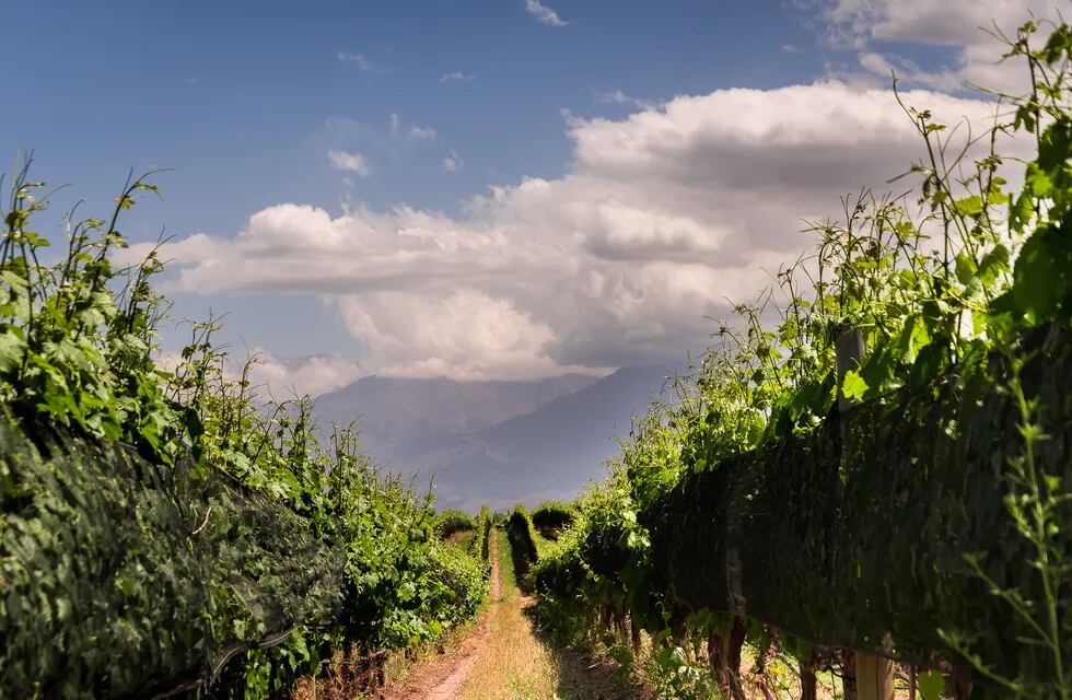 La bodega orgánica que hace vinos hace 25 años en Mendoza.