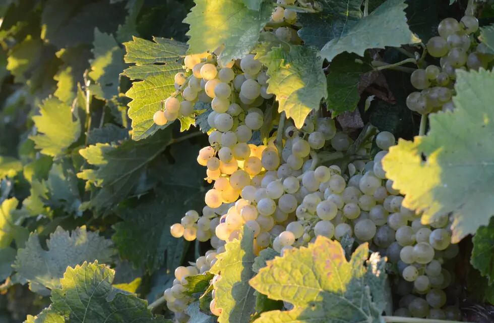 Uvas blancas Ugni Blanc, con menos viñedos plantados pero Mendoza lidera las ciudades con mayor plantaciones.