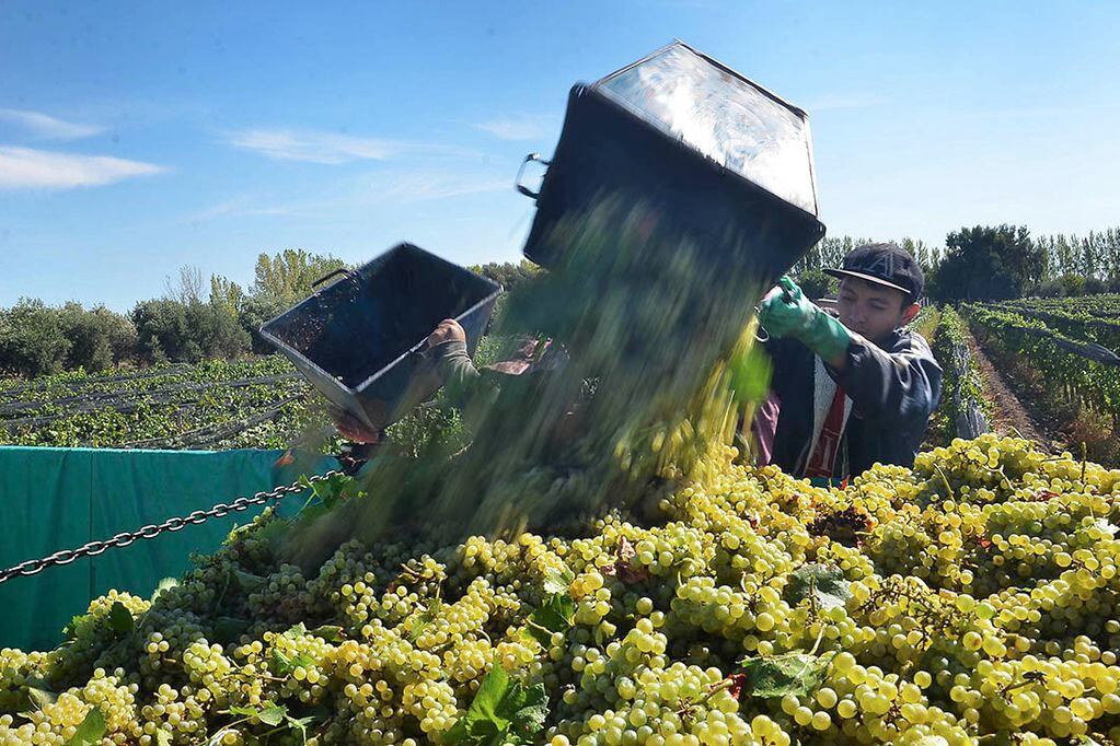La Chardonnay es una de las uvas blancas más plantadas de Argentina y Mendoza concentra la mayor producción. - Los Andes
