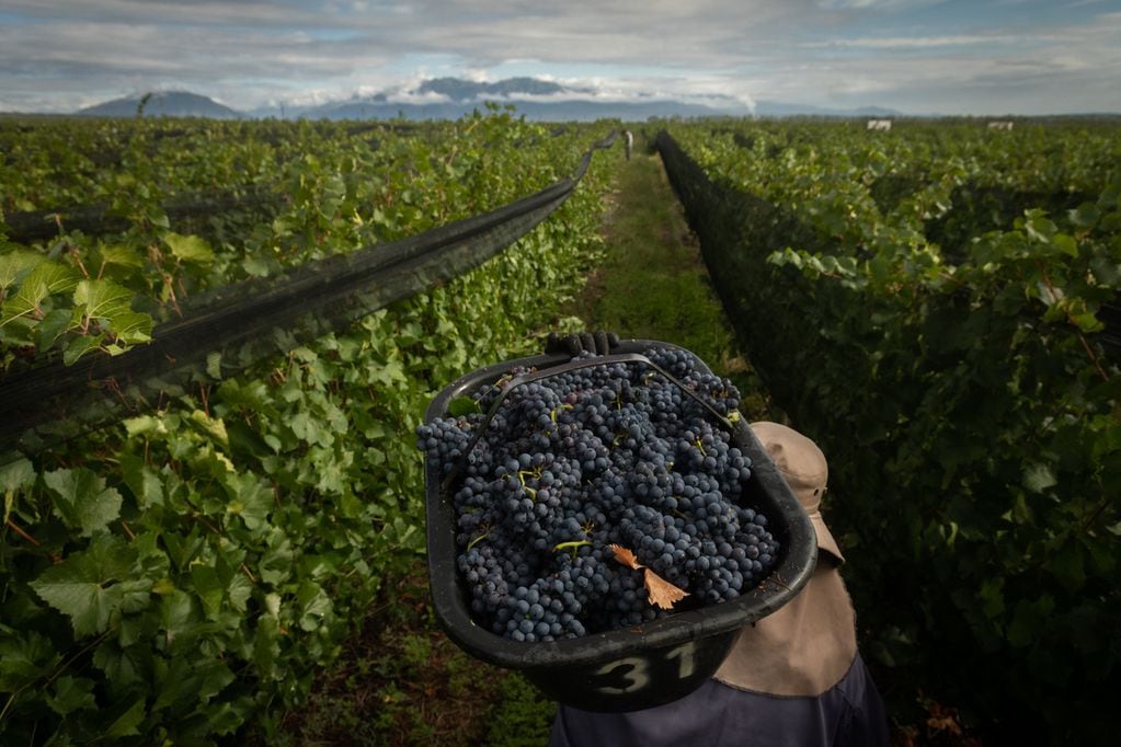 En Argentina hay  1.993 hectáreas cultivadas con Pinot Noir. - Ignacio Blanco / Los Andes