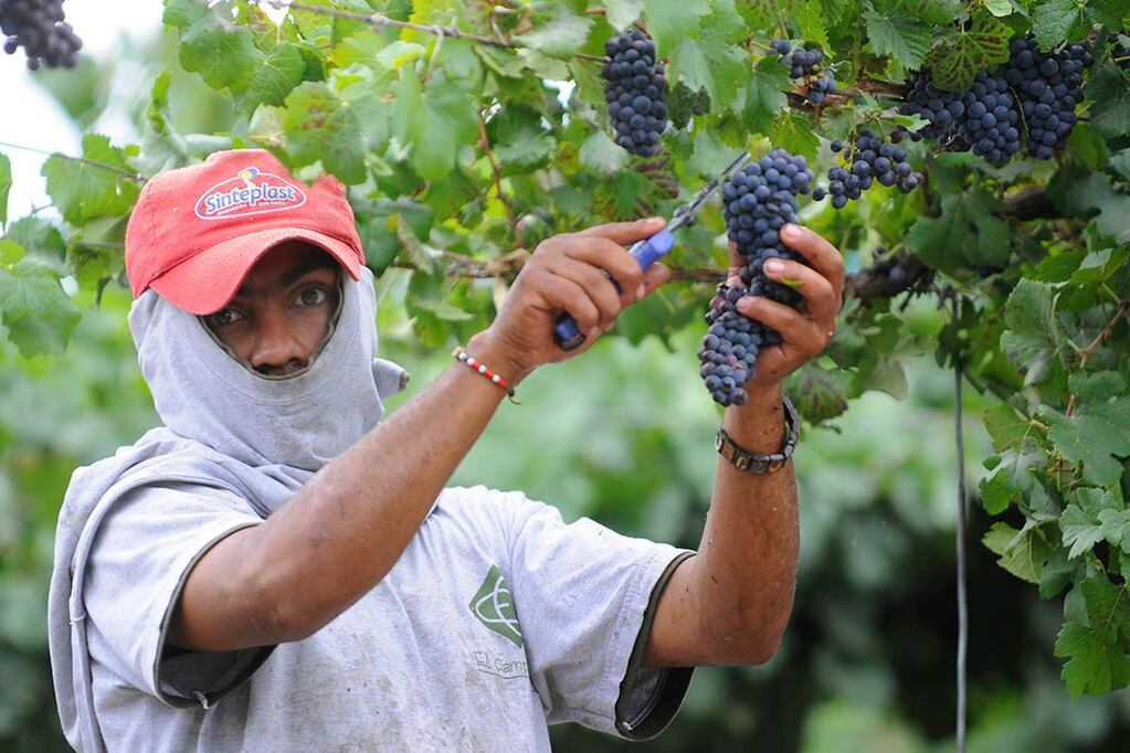 El pasado 18 de agosto celebró en todo el mundo el Día del Pinot Noir, la más elegante de las tintas. Foto: Los Andes