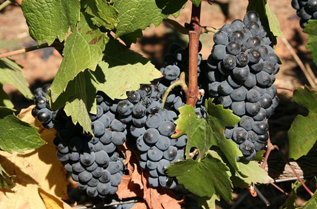 La uva Pinotaje fue creada en un laboratorio universitario. Gentileza Decanter