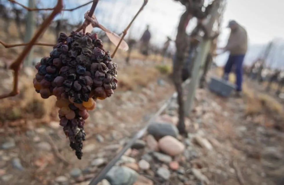Los vinos que naces desde las uvas infectadas. (Foto: Ignacio Blanco)