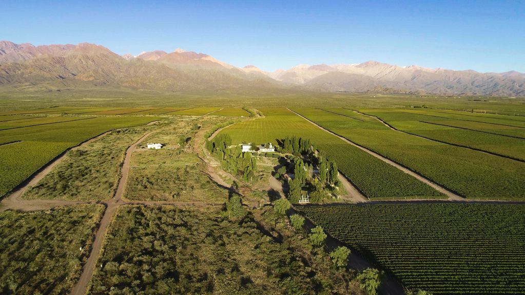 Los socios poseen un terreno de 400 ha, de las cuales 280 ha están ocupadas por viñedos. Imagen: gentileza La Morada Life