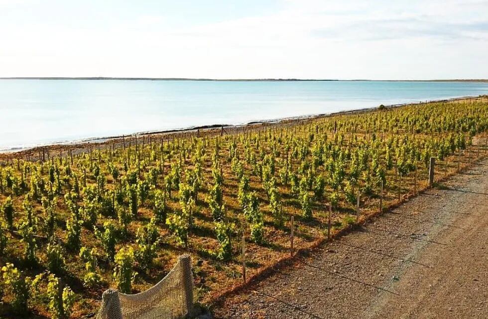 Viñedos de Bahía Bustamante en Chubut. Los vinos de mar han develado sorpresas interesantes.