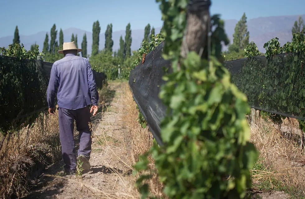 La vitivinicultura es una industria contaminante y debe trabajar para reducir su emisión de gases. (Foto Ignacio Blanco)