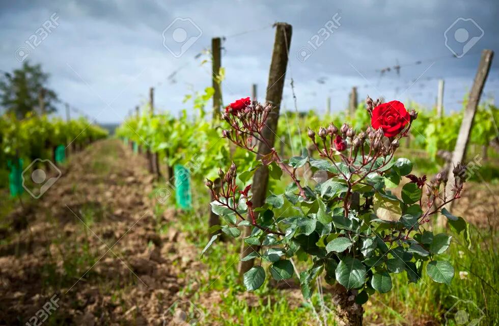El sentido de plantar rosales al lado de los viñedos
