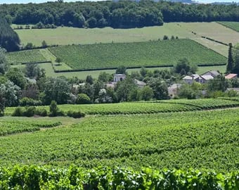 Panorámica. El pueblo Chardonnay rodeado de viñedos con su cepa insignia, ya universal.  