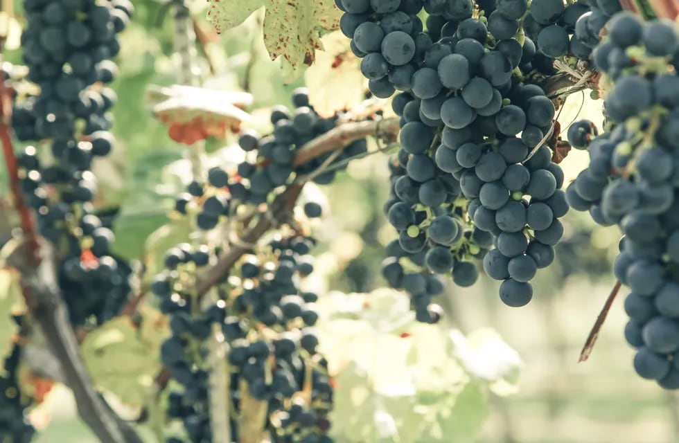 La uva posee varias cualidades nutritivas y sumadas a las que aporta el proceso de elaboración de vino son beneficiosas para la salud.