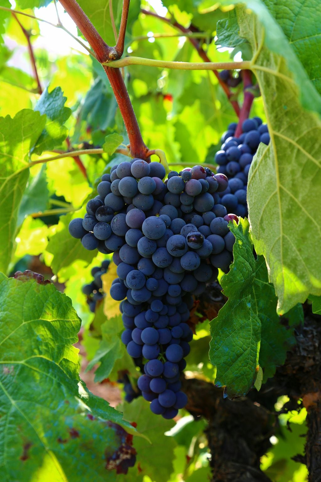 Cuántas uvas se necesitan para una botella de vino.
