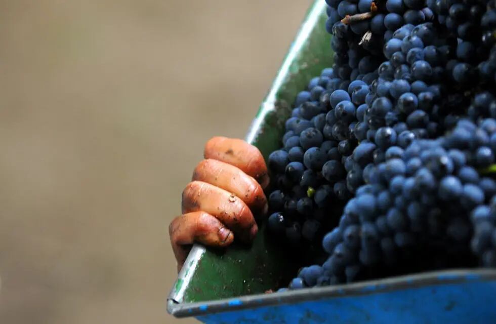 La uva fue usada para vinos regulares pero sus monovarietales son exquisitos. Opciones para degustar.