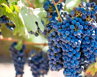 Bonarda: el resurgir de una de las uvas más importantes de Argentina