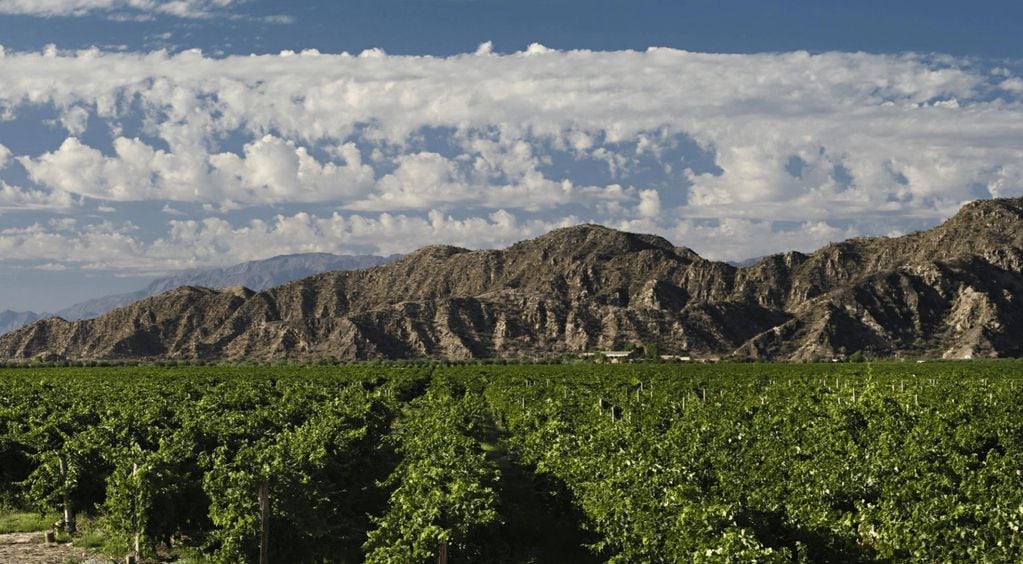 Argentina cuenta con 9.300 hectáreas cosechadas de uva orgánica.- Archivo.