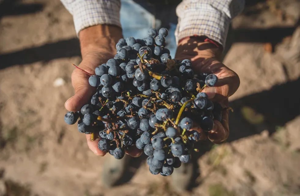 Cepa insignia: casi la mitad de las exportaciones de vino del país son de malbec