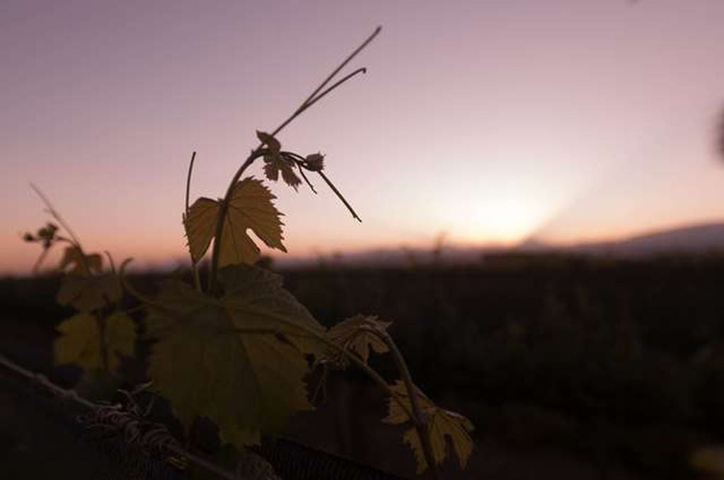 
    Los resultados del estudio podrían ser válidos para adaptar al cambio climático otras áreas de la agricultura, más allá de la viticultura.
   