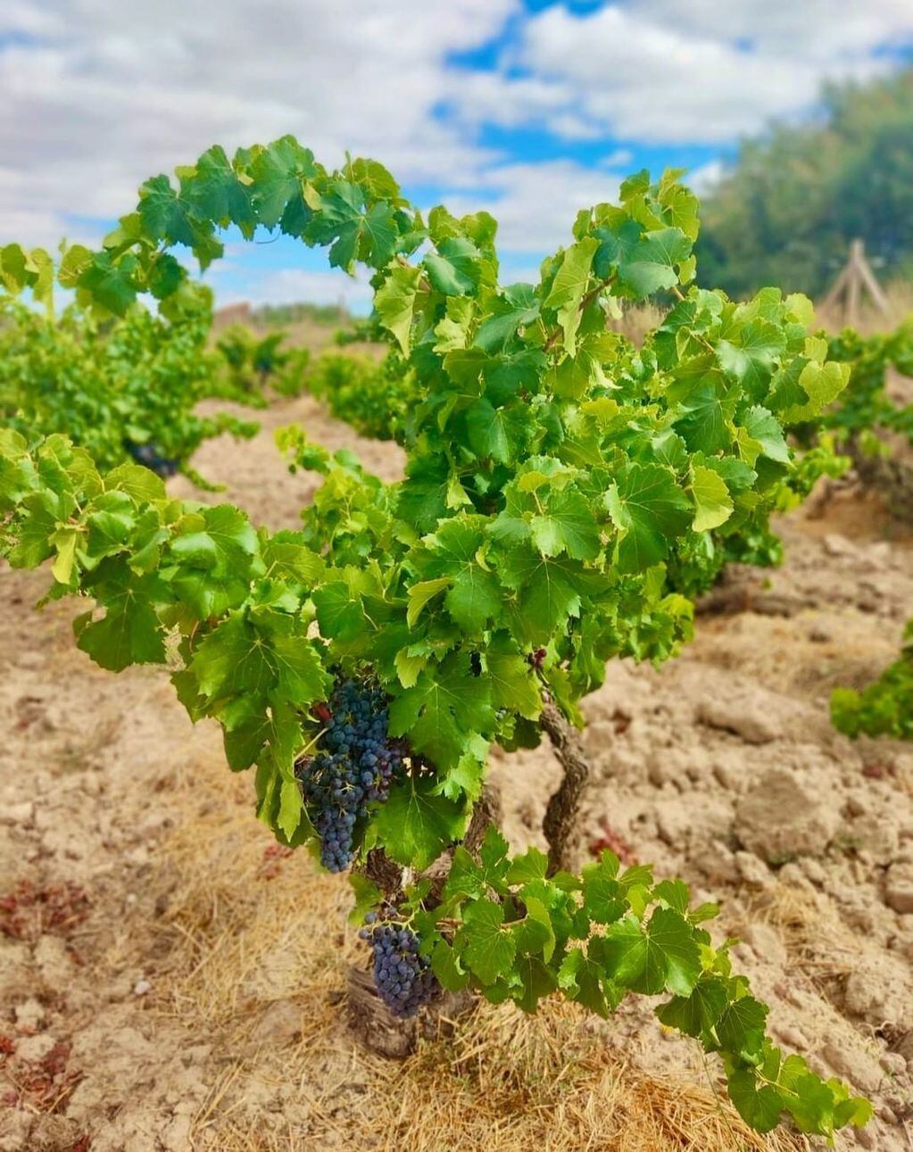 Se conoce a la uva como Giró, Gironet, Lladoner, Garnacho, Garnatxo, Vernassa y Garnacha negra. -Imagen web