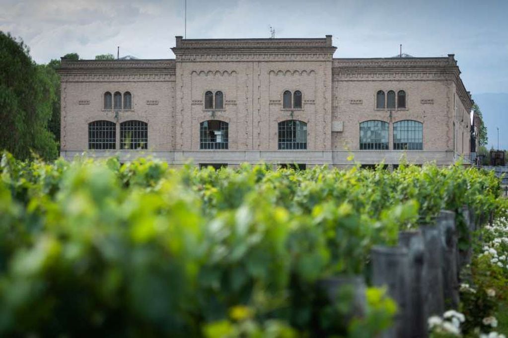 Trapiche, la bodega de Maipú, volvió a ingresar en el ranking de las 50 marcas de vino más admiradas del mundo. - Ignacio Blanco / Los Andes