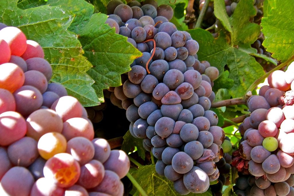 El 17 de mayo se celebra el Día del Pinot Grigio en todo el mundo. - Imagen web