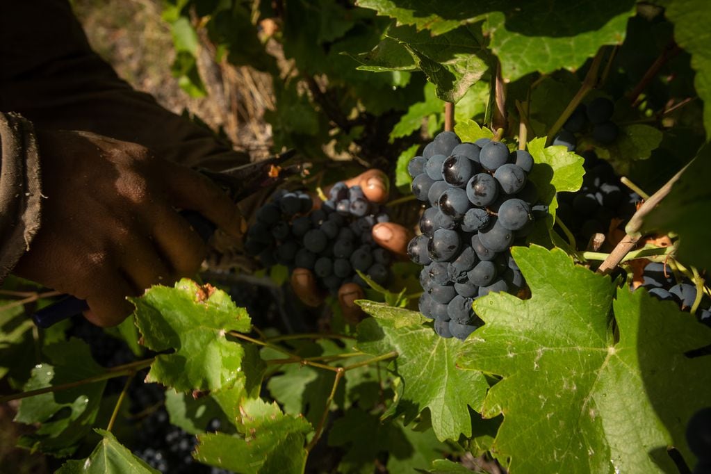 El Pinot Noir es una de las cepas más importantes del mundo. - Ignacio Blanco / Los Andes