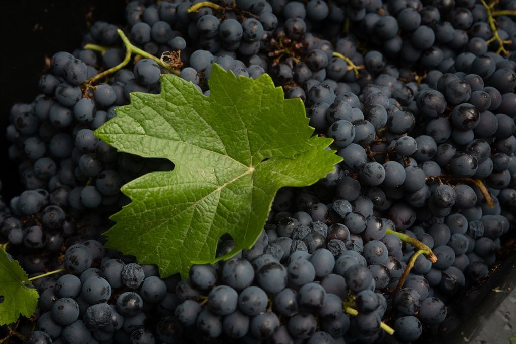 El 18 de agosto se celebra el Día Internacional del Pinot Noir. - Ignacio Blanco / Los Andes