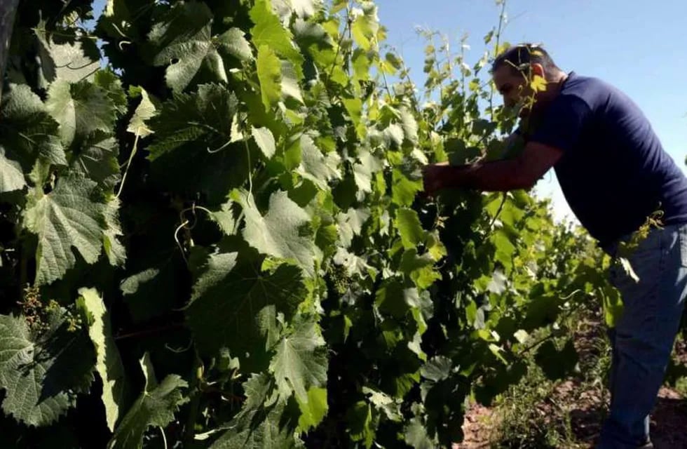 La Unión Europea es el principal mercado de los vinos orgánicos.