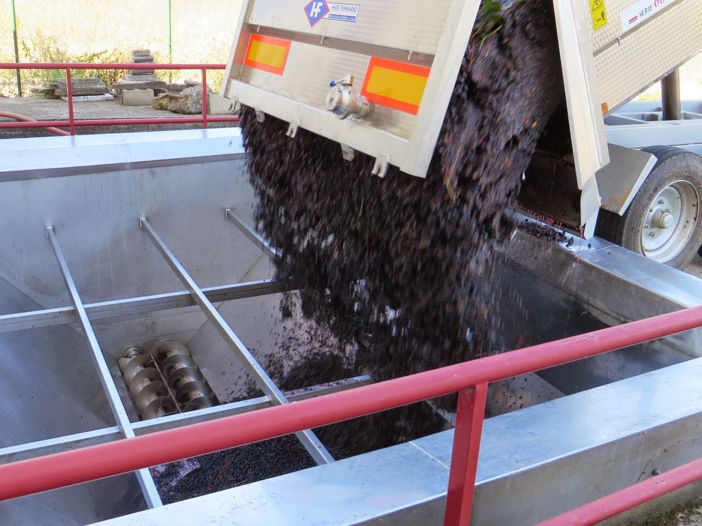 Recepción de uvas en bodega.