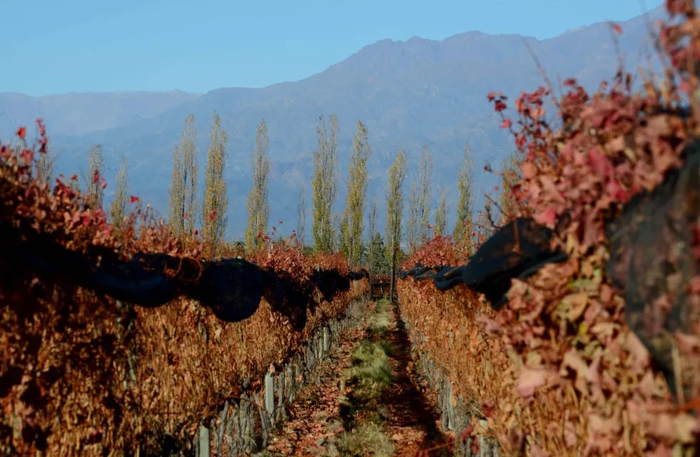Vista de viñedos del Valle de Uco en el final del otoño Foto: Claudio Gutierrez / Los Andes