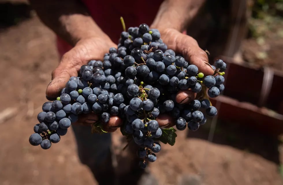La tradición de comer doce uvas en Nochevieja tiene cientos de años de antigüedad. - Ignacio Blanco / Los Andes
