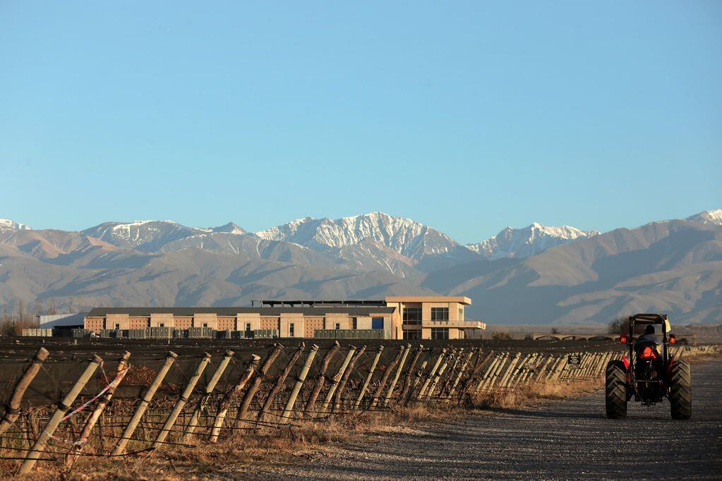 Los viñedos de Domaine Bousquet con la bodega de fondo. -Archivo Los Andes.