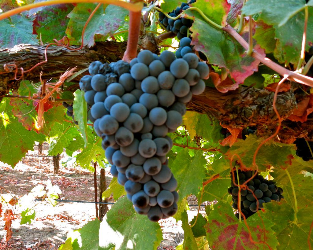La cepa es elaborada en Portugal y ahora se podrán producir vinos finos en Argentina con ella. 