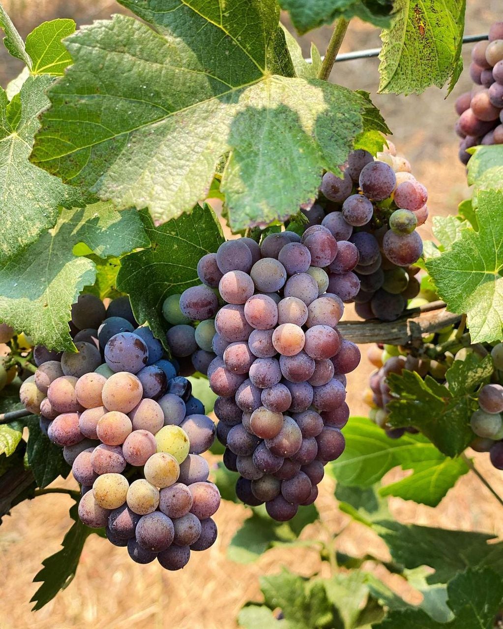 La uva Pinot Gris tiene bayas de colores azules, rosados y grises. -Gentileza