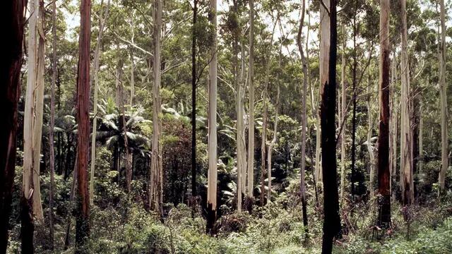 Bosque de Victoria, Australia