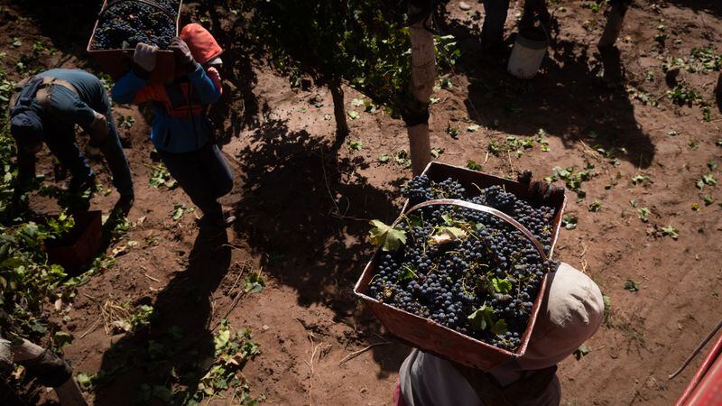 Malestar en el sector vitivinícola por el aumento de la tarifa eléctrica en plena cosecha