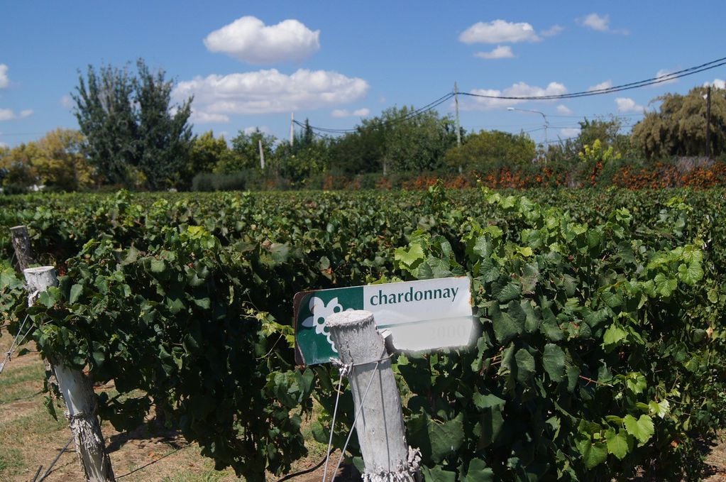 El Chardonnay está presente en 16 de las 18 provincias vitivinícolas de Argentina. 