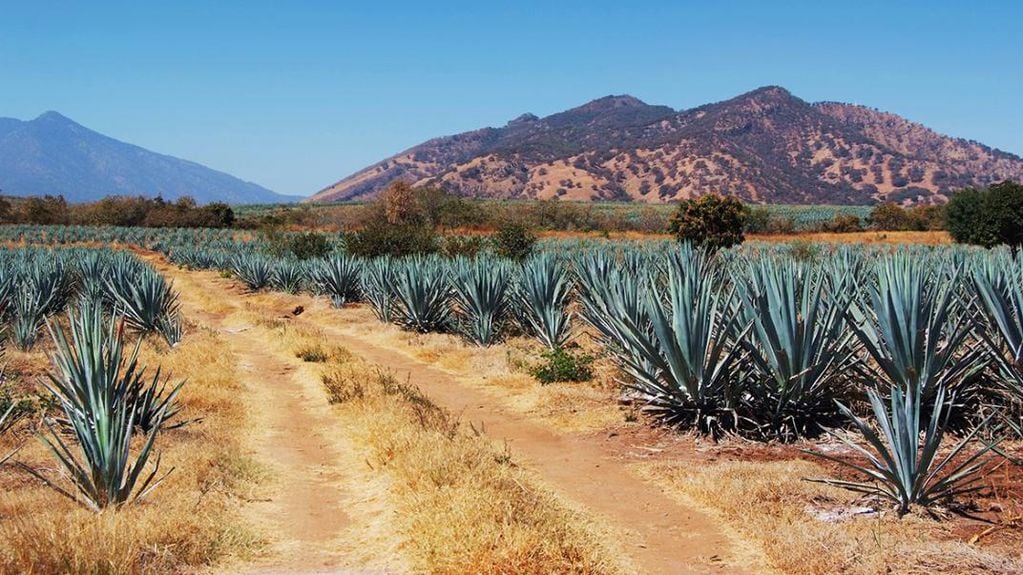 En México está la mayor producción de tequila del mundo. -Archivo.
