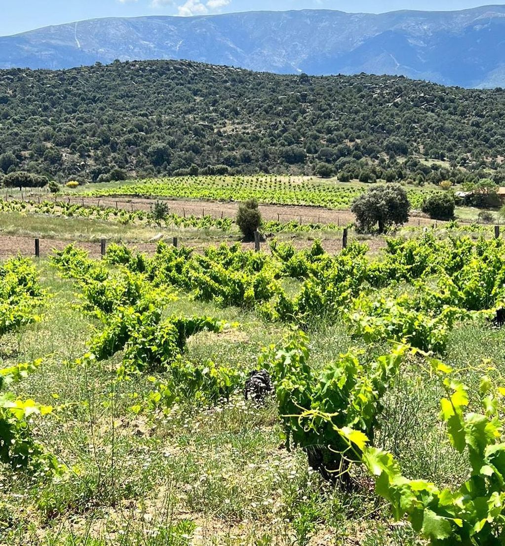 El viñedo de Alejandro Vigil en la Sierra de Gredos, España. - Instagram