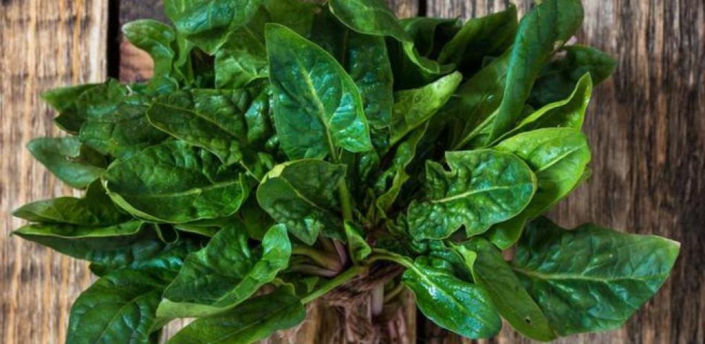 Las verduras verdes ayudan a combatir el desgaste cognitivo. 
