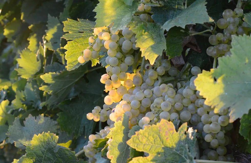 Uvas blancas Ugni Blanc, con menos viñedos plantados pero Mendoza lidera las ciudades con mayor plantaciones.