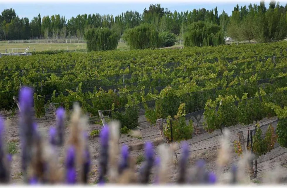 Los vinos pueden clasificarse según de dónde provengan las uvas que lo componen.