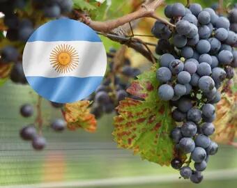 Variedades de uva en Argentina