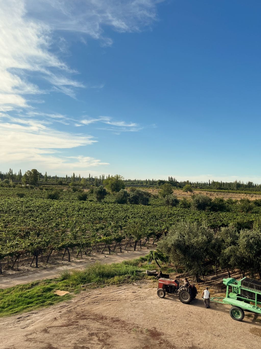 La zona Este es la que concentra la mayor cantidad de viñedos de todo el país. - Gentileza