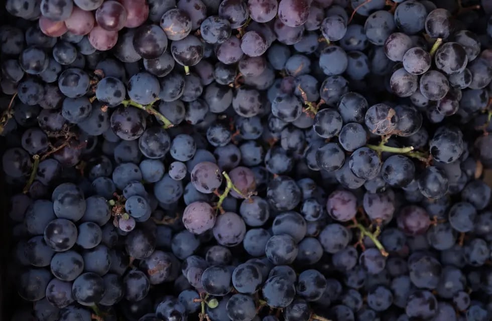 Los antocianos, conocidos ocasionalmente como antocianinas, son los pigmentos rojos de la uva,