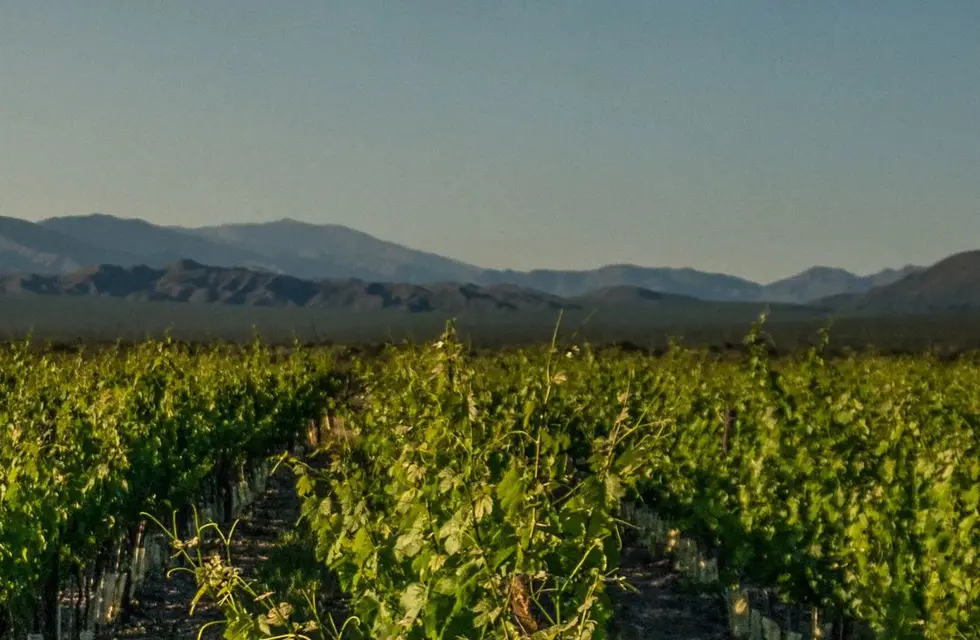 El Valle de Canota ofrece vinos completamente distintos a los de los otros valles mendocinos. - Gentielza