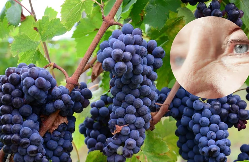 El consumo regular de uvas beneficia la salud visual, especialmente en la población de edad avanzada.