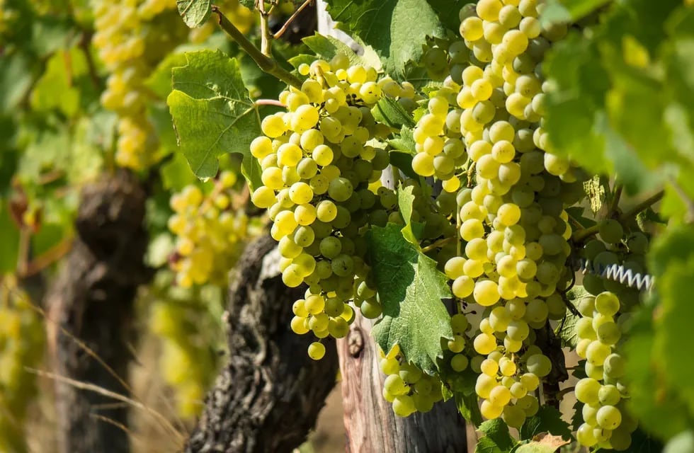 La uva Sauvignon Blanc nació en Francia y ahora es la octava más sembrada en el mundo. -Imagen web